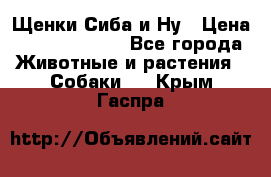 Щенки Сиба и Ну › Цена ­ 35000-85000 - Все города Животные и растения » Собаки   . Крым,Гаспра